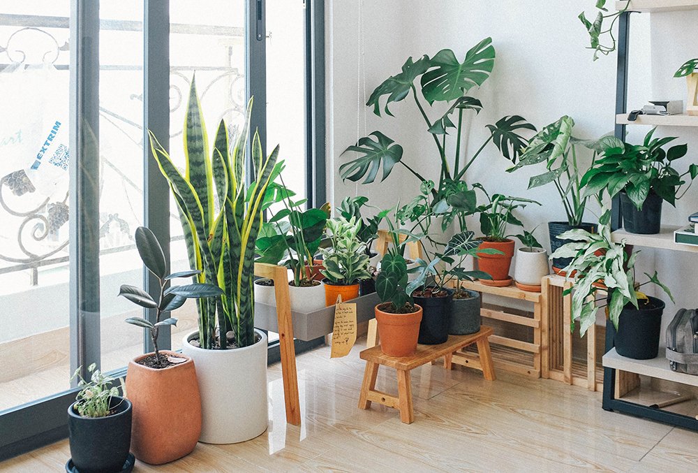 How To Choose The Right Designer Pots For Your Home